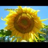 Giant Sunflower moves with the sun