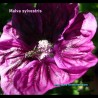 La Fleur de Mauve Sylvestre attire les Insectes Butineurs