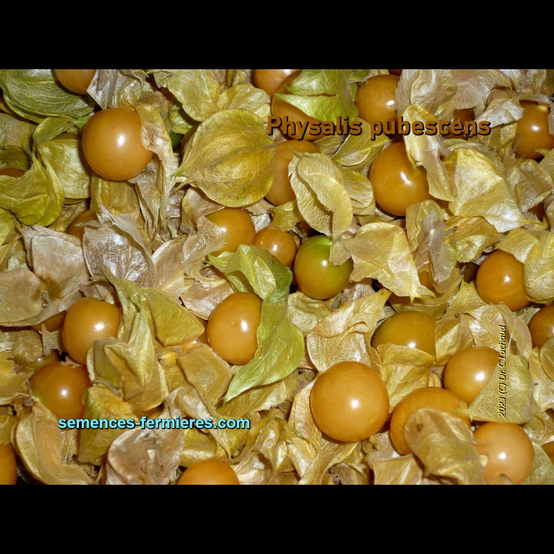 Délicieux Fruits Murs de Physalis pubescens