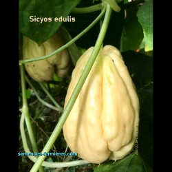 Sicyos edulis - Chayote Blanche