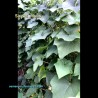 Chayote Climbing Vegetation