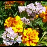 Contrast the Marigold with purple flowers