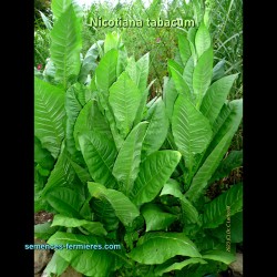 Nicotiana tabacum - Tobacco - Adult plants
