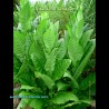 Nicotiana tabacum - Tabac - Plantes Adultes