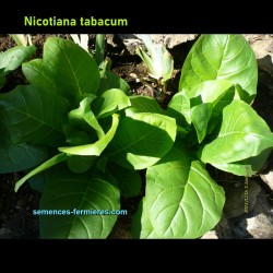 Nicotiana tabacum - Tobacco - Seedlings