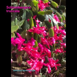 Christmas Cactus in Full Bloom