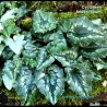 Détail des Feuilles de Cyclamen hederifolium