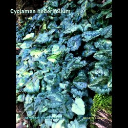 Slope colonized by Cyclamen hederifolium