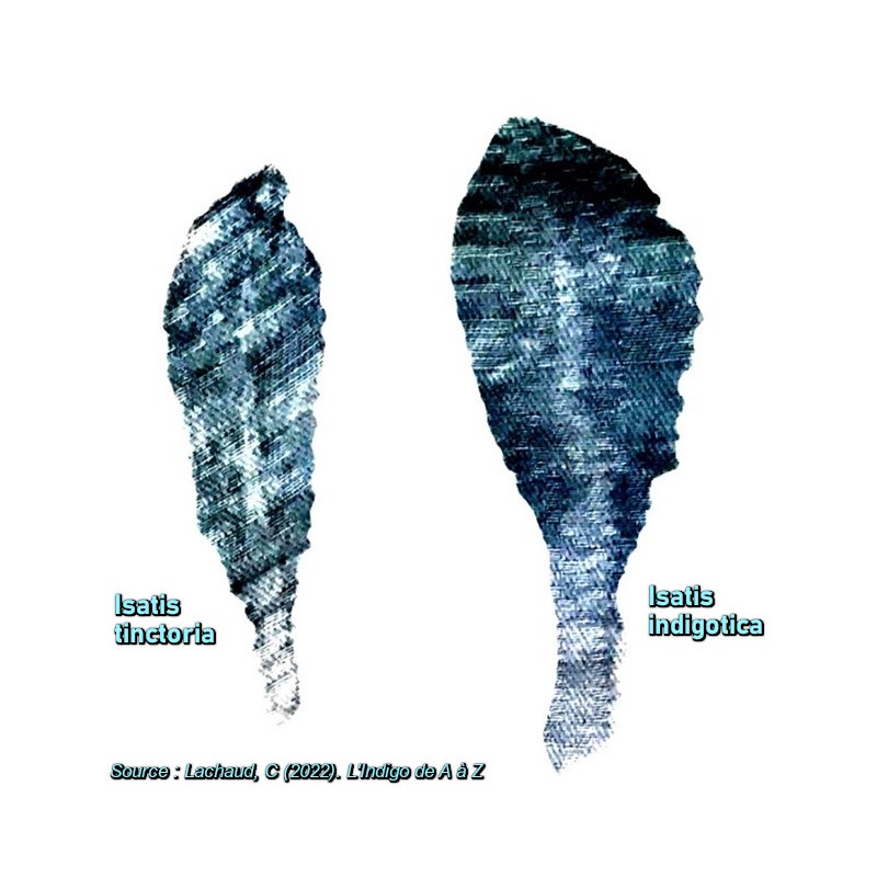 Comparing Indigo leaf content between Isatis indigotica and Isatis tinctoria