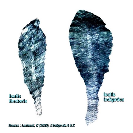 Comparing Indigo leaf content between Isatis indigotica and Isatis tinctoria