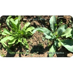 Young plants of Isatis indigotica and Isatis tinctoria