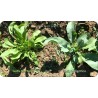 Young plants of Isatis indigotica and Isatis tinctoria