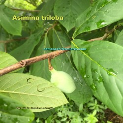 Asimina triloba - Young Fruit