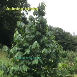 Asiminier - Asimina triloba - Feuillage d'Été