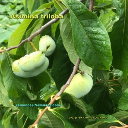 Asimina triloba - Fruits growing