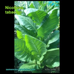 Nicotiana tabacum - Tabac - Plante Adulte