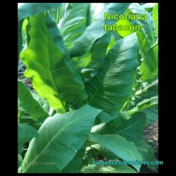 Nicotiana tabacum - Tabac - Feuilles Larges