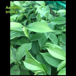 Asimina triloba - Pawpaw - Plant