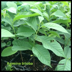 Asimina triloba - Pawpaw -...