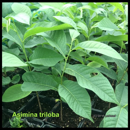 Asimina triloba - Plant de 2 ans