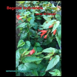 Begonia boliviensis - Bolivian Begonia - Seeds