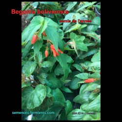 Begonia boliviensis - Bolivian Begonia - Seeds