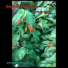 Begonia boliviensis - Bolivian Begonia - Seeds