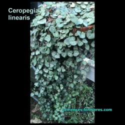 Ceropegia linearis - Bouture d'1 an 1/2