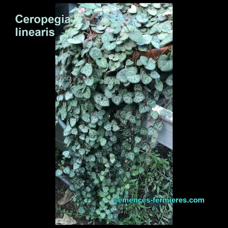 Ceropegia linearis - Bouture d'1 an 1/2