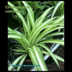 Chlorophytum comosum - Bouture de Mars en Juin