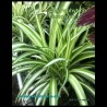 Chlorophytum comosum - Bouture de Mars en Juin