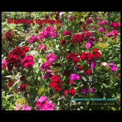 Dianthus barbatus - Le Jardin en Fête