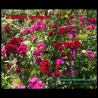 Dianthus barbatus - Le Jardin en Fête