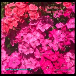 Dianthus barbatus - Sweet William - Seeds