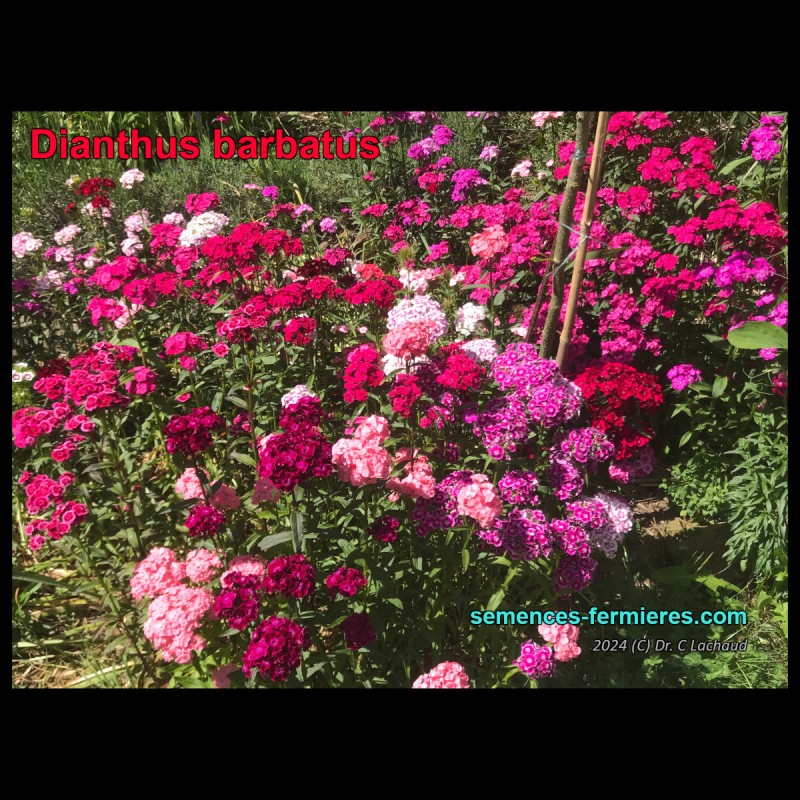 Dianthus barbatus - Explosion de Couleurs