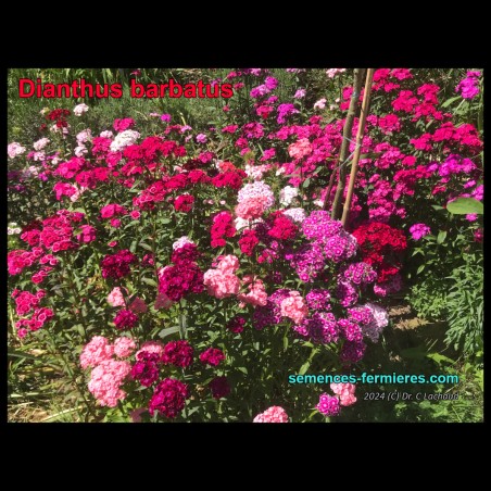 Dianthus barbatus - Sweet William - Seeds