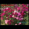 Dianthus barbatus - Explosion de Couleurs