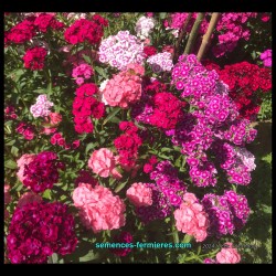 Dianthus barbatus - Sweet William - Seeds