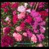 Dianthus barbatus - Sweet William - Seeds