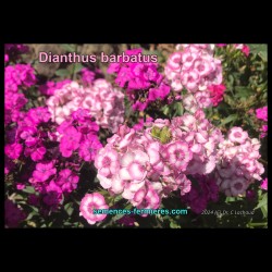 Dianthus barbatus - Sweet William - Seeds