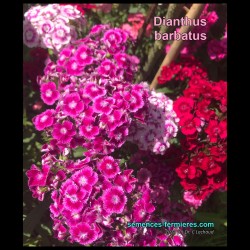 Dianthus barbatus - Sweet William - Seeds