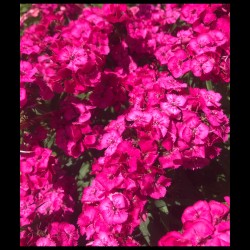 Dianthus barbatus - Sweet William - Seeds