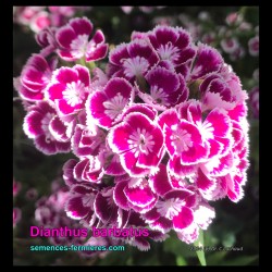 Dianthus barbatus - Sweet William - Seeds