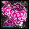 Dianthus barbatus - Sweet William - Seeds