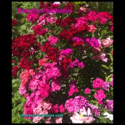 Dianthus barbatus - Sweet William - Seeds