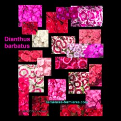 Dianthus barbatus - Diversité de Coloris