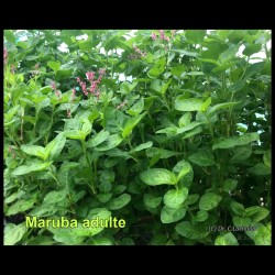 Persicaria tinctoria Maruba Ai Adulte