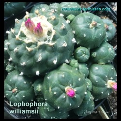 Lophophora williamsii - Touffe de Peyotl