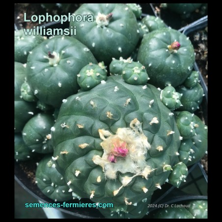 Lophophora williamsii - Peyotl