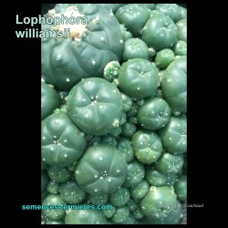 Lophophora williamsii - Peyotl Bourgeonnant